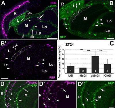 On Variations in the Level of PER in Glial Clocks of Drosophila Optic Lobe and Its Negative Regulation by PDF Signaling